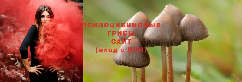 Галлюциногенные грибы Psilocybine cubensis  Анива 